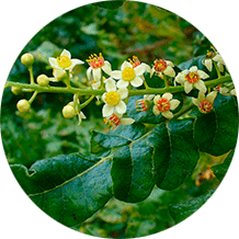 Экстракт конского каштана