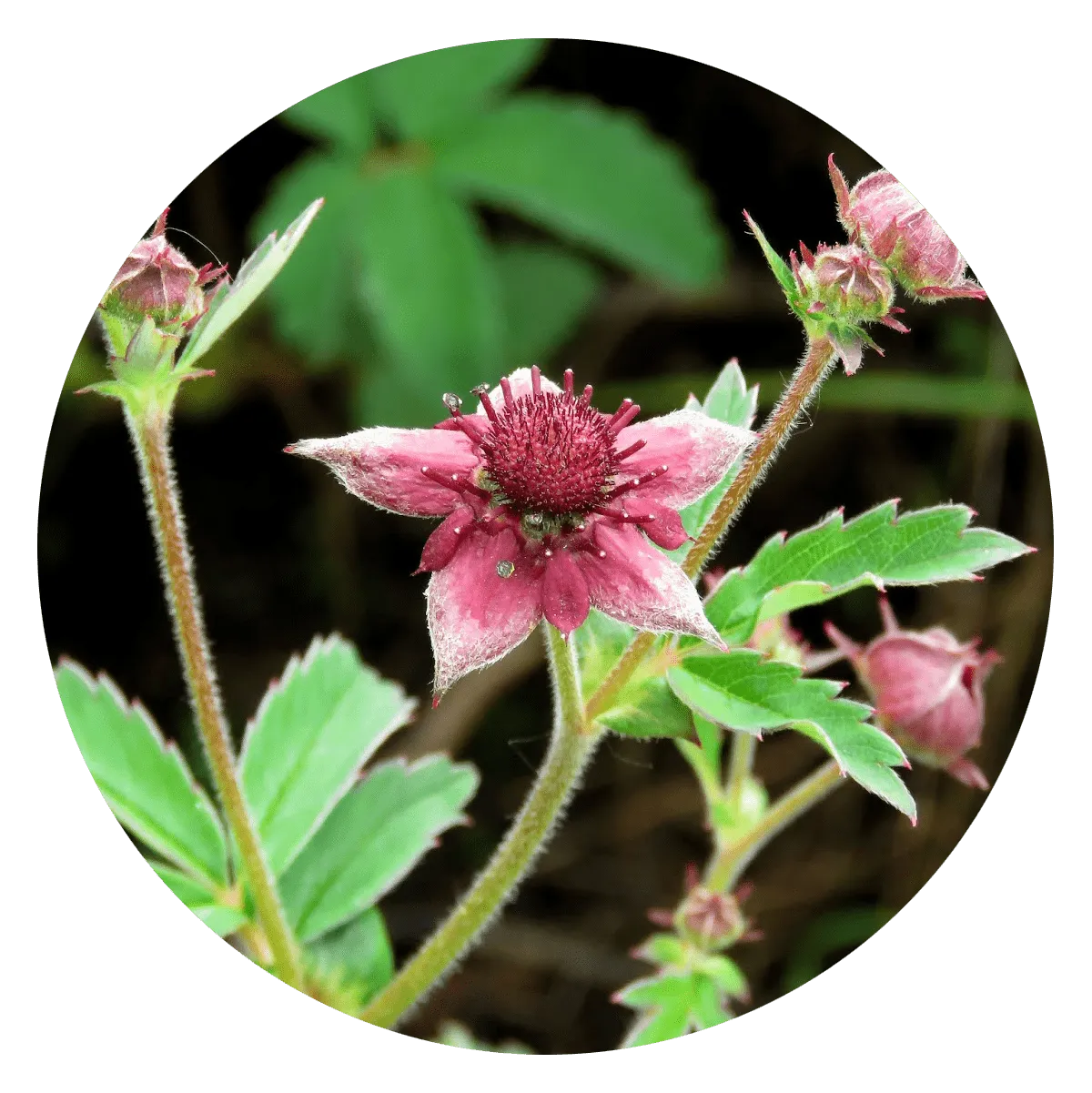 Чем отличается Кавказская мазь от других средств