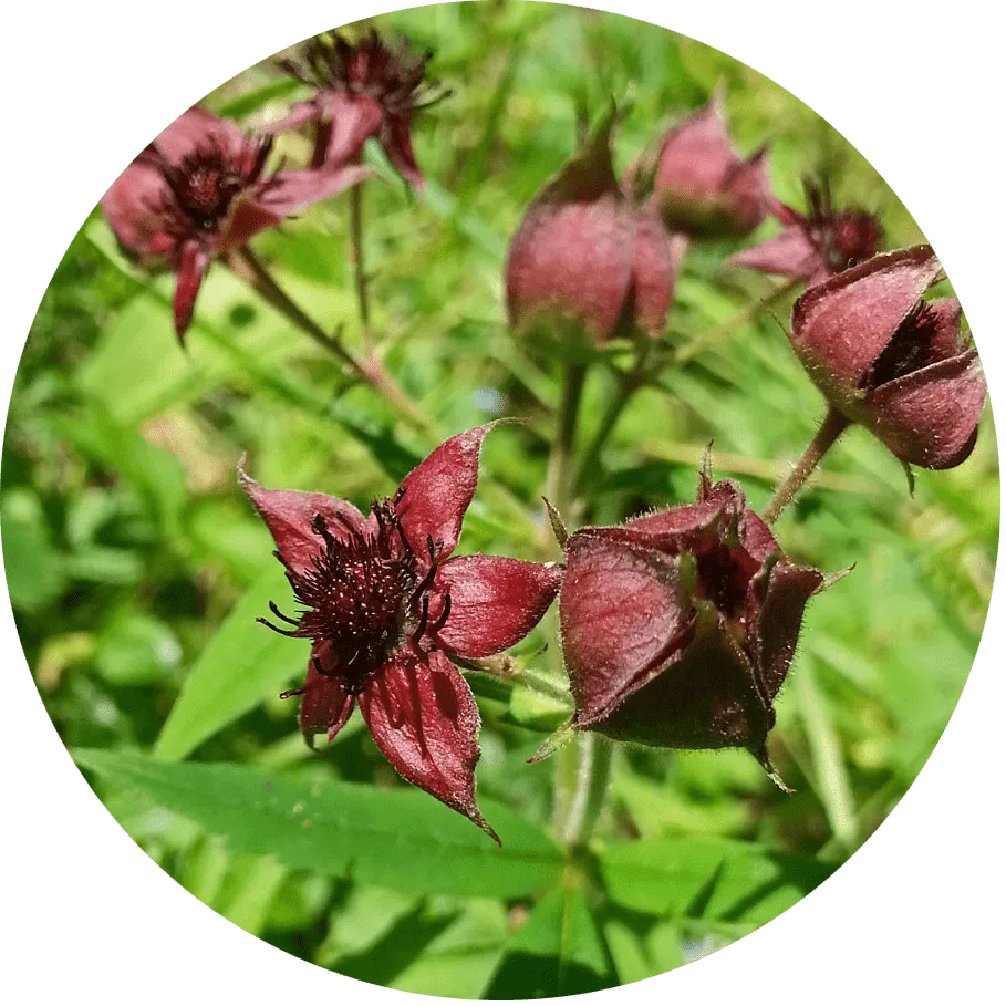 Экстракт босвеллии