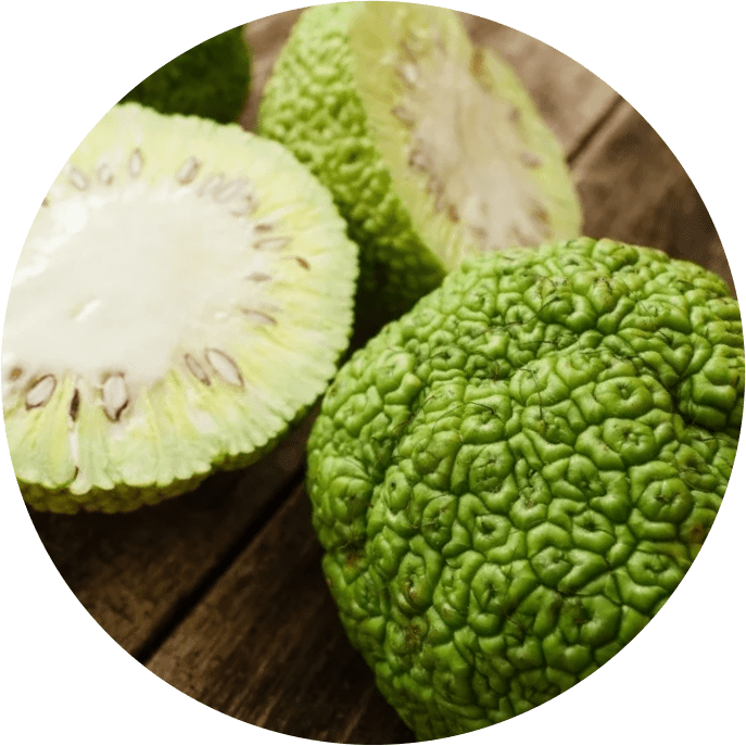 Экстракт сабельника