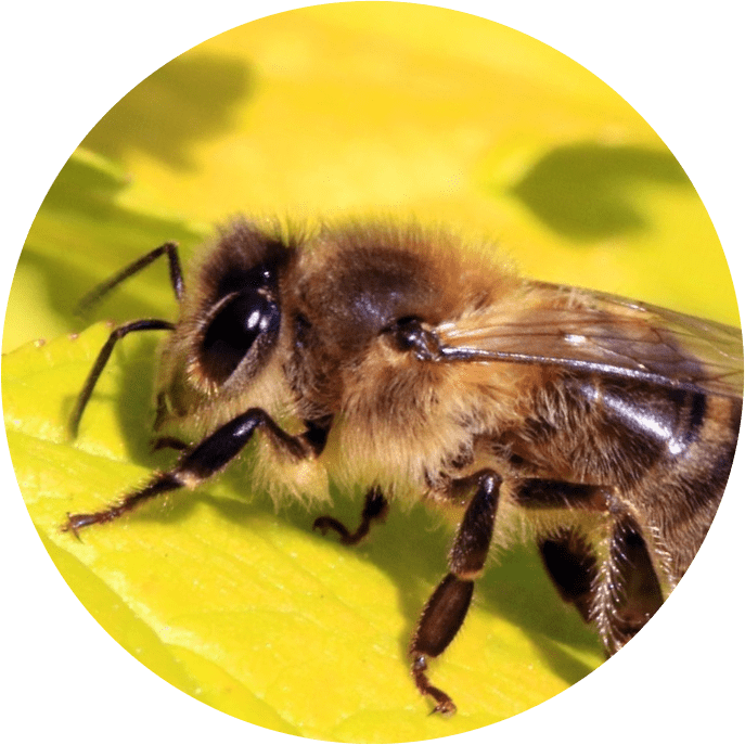 Экстракт ягеля